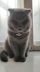 Саймон,  2,5 года, г Белогорск