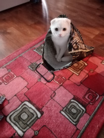 Снежок, 1,5 года, г. Белогорск