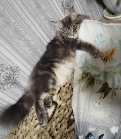 Симба, 6 мес., п. Новобурейский