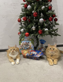 Рыжик, 4 года. Фокс, 5 лет. п. Серышево