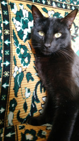 Нил, 1,5 года, г. Зея