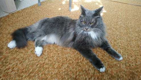 Крис, 9 лет, г. Зея