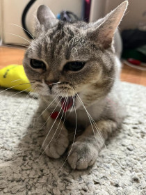 Муся, 2 года