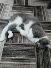 Мурка, 3 года, г. Благовещенск