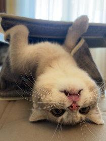 Кузя, 4 месяца, г. Благовещенск