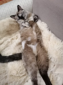 Манюня, 10 лет, 4 кг. г. Тында