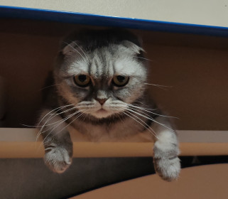 Марьяша 2 года, 3 кг, г. Белогорск