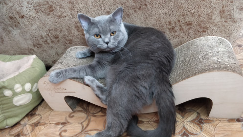 Баська, 1,4 года, 9 кг. г. Свободный