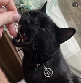 Аид, 2 годика, с. Екатеринославка