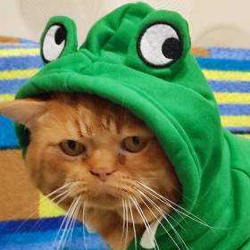 Кот Антипа, 12 лет. г. Благовещенск