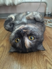 Серена, 8 месяцев. г. Благовещенск