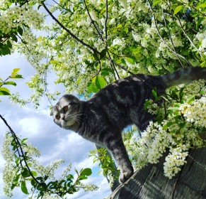 Коржик, 4 года. с. Талдан