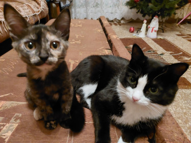 Алиса, 4 месяца, и Симон, 5 лет. г. Сковородино