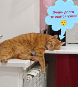 Рыжик, 4 года. 6 кг. г. Благовещенск