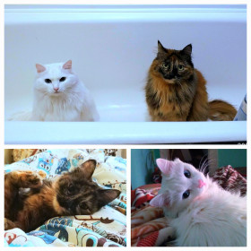 Рис и Гречка, 8 и 5 лет. г. Благовещенск