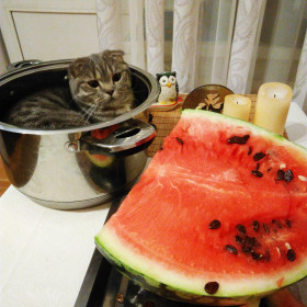 Эля, 9 мес., г. Благовещенск