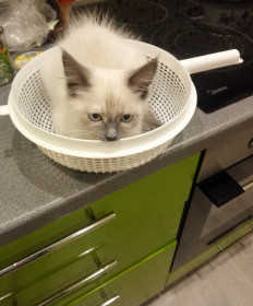 Шелли, 3 года. г. Благовещенск.