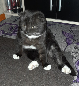 Кот Варя, 5 лет, с. Михайловка