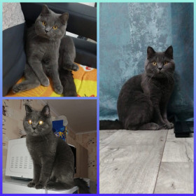 Кот Макуня, 1 год, г. Белогорск