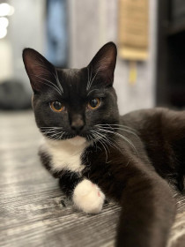 Марис, 7 месяцев, 3 кг, г. Свободный