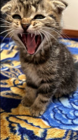 Алина, 9 лет