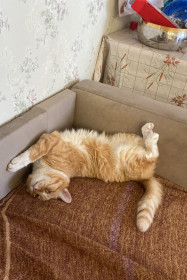 Рыжий, 20 лет