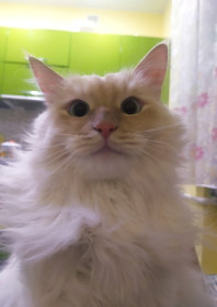 Кот Лексус, 2 года. г. Благовещенск