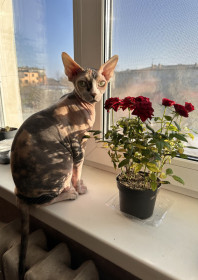 Алиса, 2 года, г. Свободный