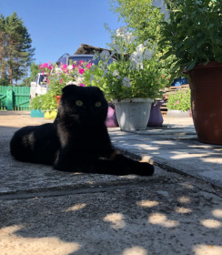 Мартин, 3 года. г. Благовещенск