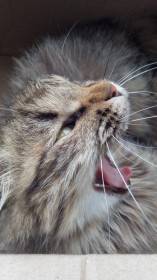 Туся, 4,5 кг., мама троих детей. г. Благовещенск