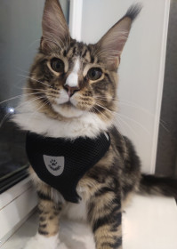 Маtteo, 7 мес., 7 кг. г. Благовещенск