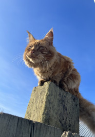 Кот Кактус, 7 лет, г. Свободный