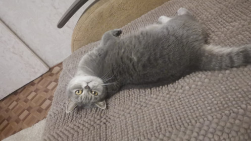 Кошка Иннокентия (Кеша), возраст 7 лет.