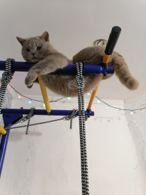 Барсик, Соловьевск, Тындинский р-н.