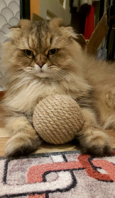 Кот Люцифер, 5 лет, пгт Новобурейск