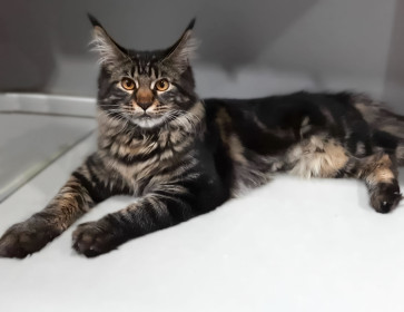 Симона, 7 месяцев