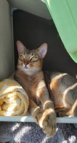 Кот Тасман, 3 года, пгт Новобурейск