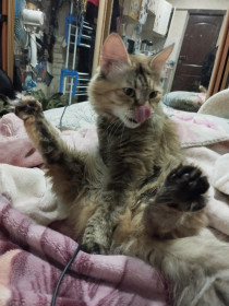 Кошка Плюша, 3,5 года, г. Благовещенск