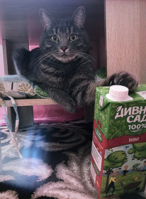 Кубик, 4 года, 5 кг. г. Благовещенск