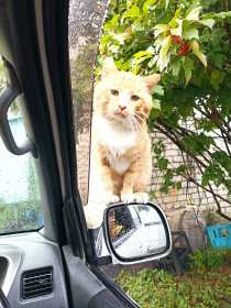 Василий, 6 лет, 5 кг. п. Архара