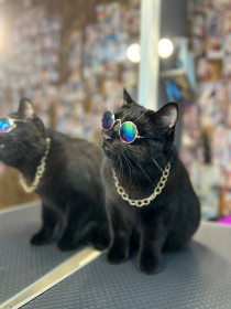 Кот Том, 4 года. г. Благовещенск