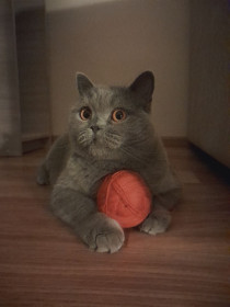 Элис, 3 года, 4 кг, г. Благовещенск