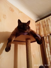 Бася, 7 лет, 4 кг, Благовещенск