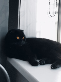 Чижик, 5 лет, 5 кг. г. Благовещенск