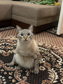 Кот Бусик, 6 лет