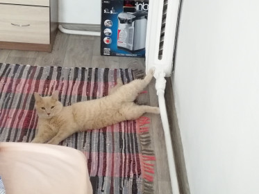 Василий Васильевич. 10 лет, 3 кг