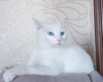 Жулька, 3 года, г. Белогорск