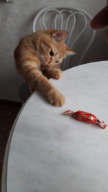 Кот Левонтий! Для друзей просто Лëва! Возраст 2,5 года, житель г. Благовещенска