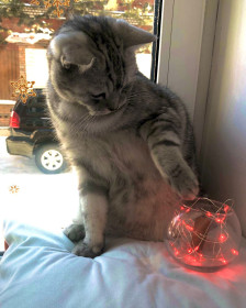 Кокос, 1 год. г. Благовещенск