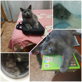 Кекс, 3 года. г. Белогорск